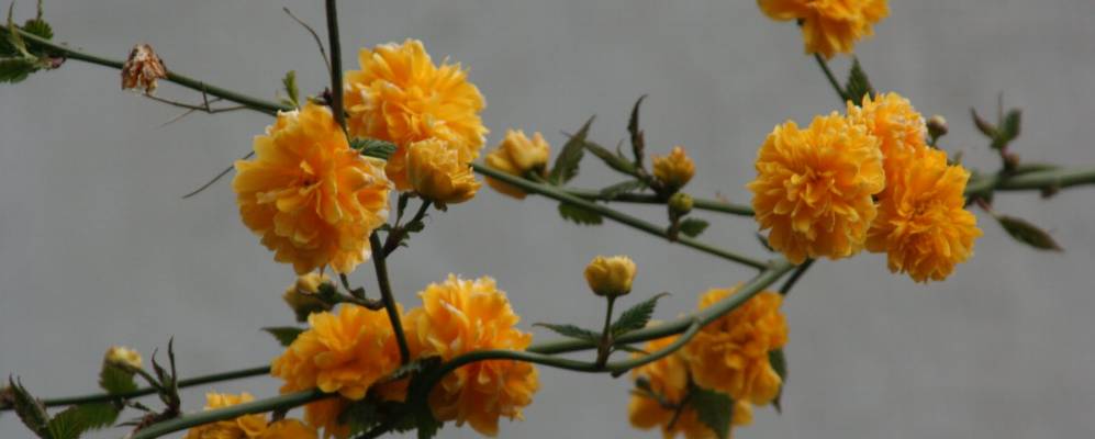 
            Фотография Лалина