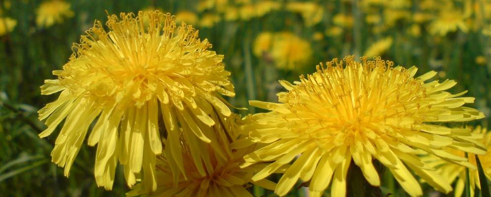 
            Фотография Малых Горок