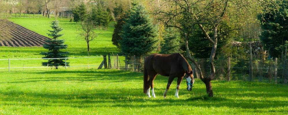 
            Фотография Пенкуна