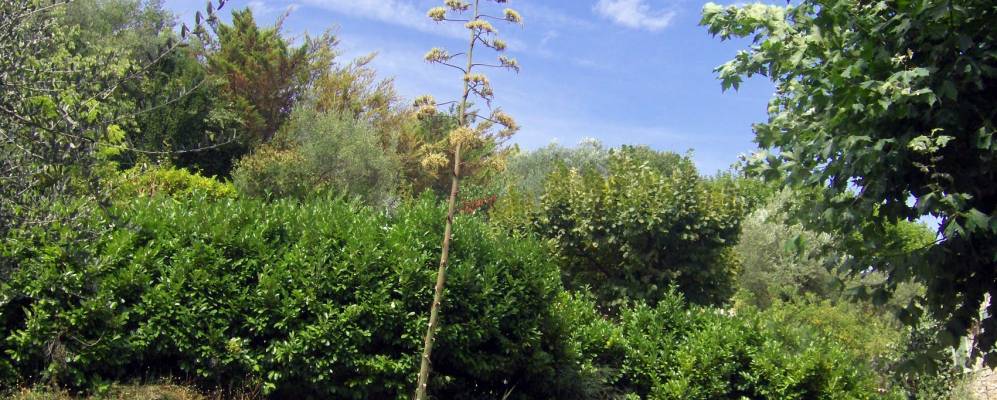 
            Фотография Сейан