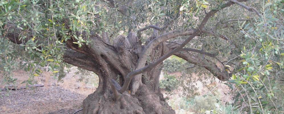 
            Фотография Альгарробо