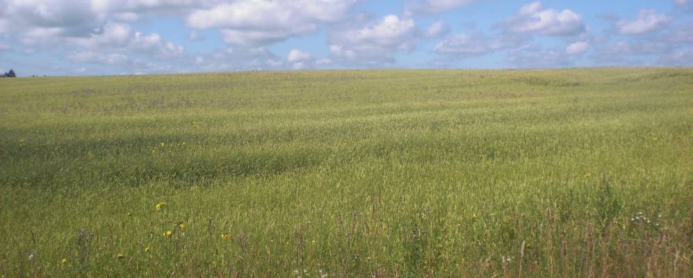 
            Фотография Островков