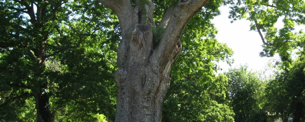 
            Фотография Салема