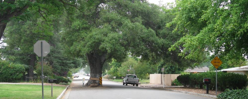 
            Фотография Меинерс Оакс