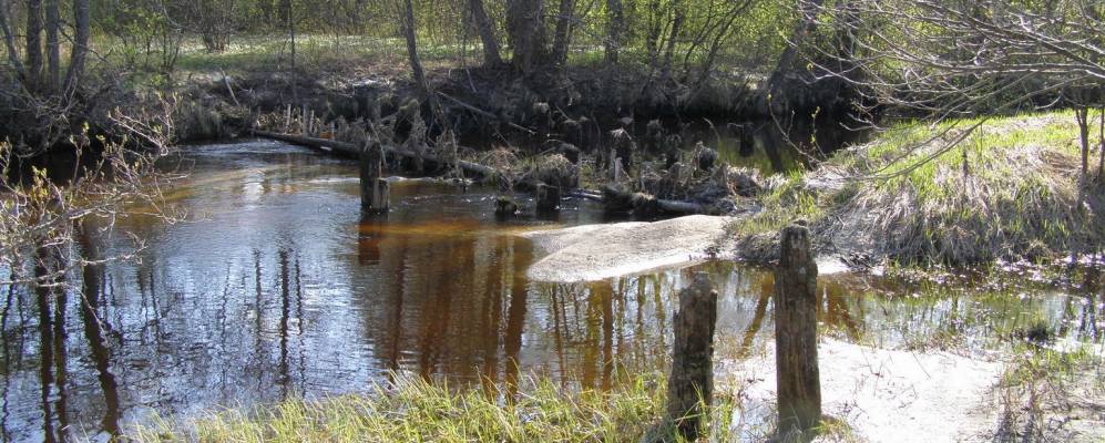 
            Фотография Волчихи