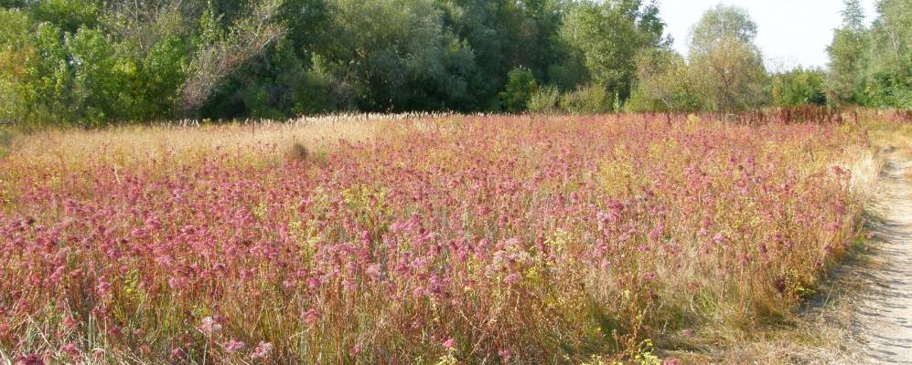 
            Фотография Прилипкинского