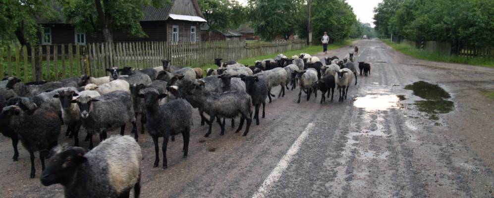 
            Фотография Малого Павлополя