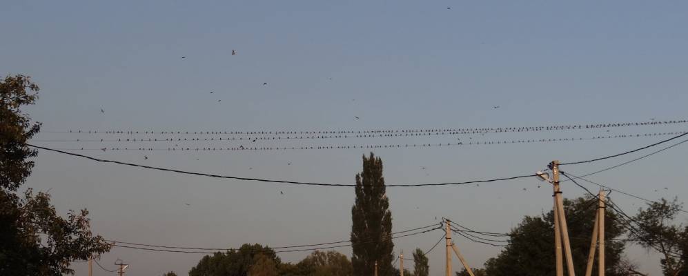 Фотография Партизан