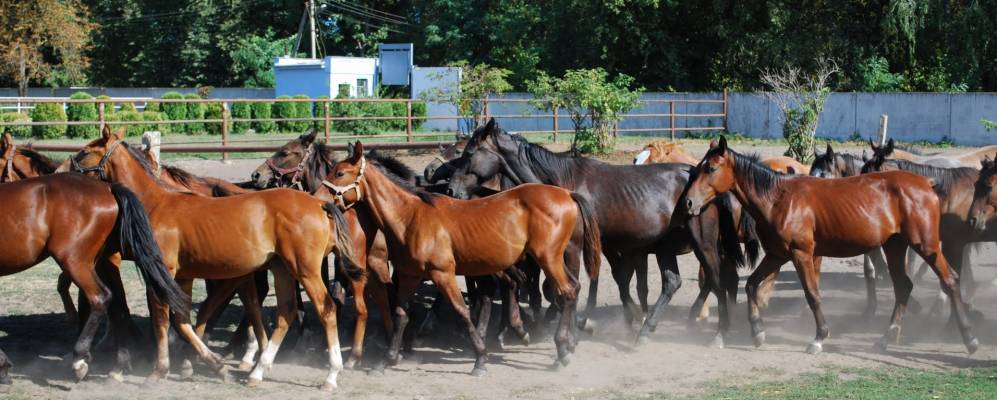 
            Фотография Шпаково