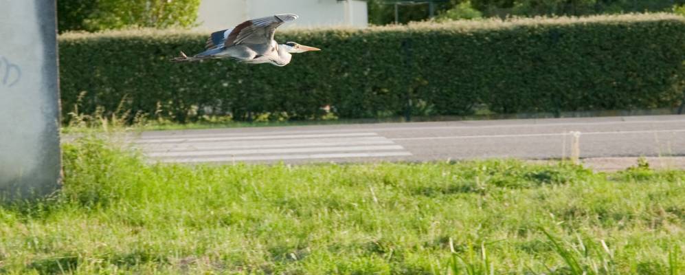 
            Фотография Фэн-Веэль