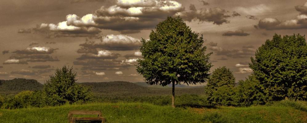 
            Фотография Биша
