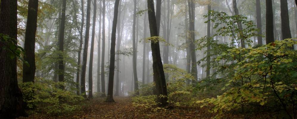 
            Фотография Аша