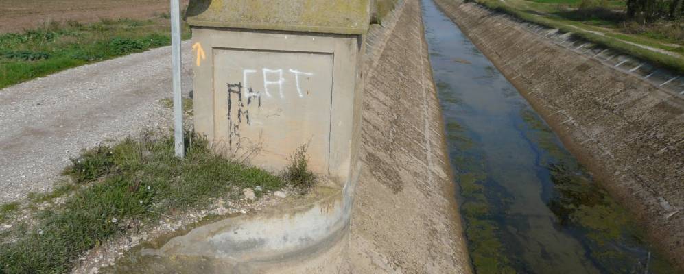 
            Фотография Линиолы