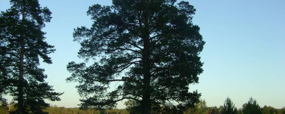 
            Фотография Угута