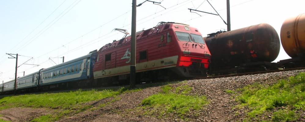 
            Фотография Лебедина