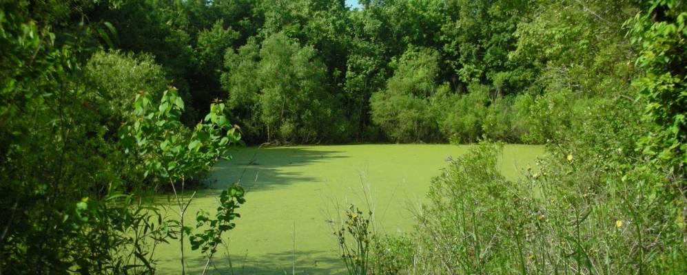 
            Фотография Ладсона