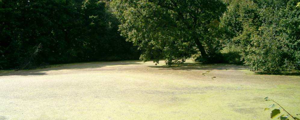 
            Фотография Смолеевки