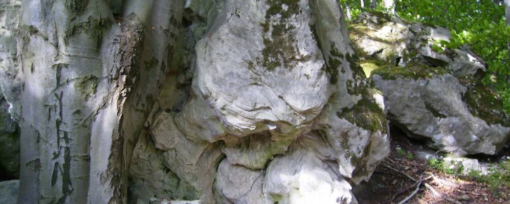 
            Фотография Литовища