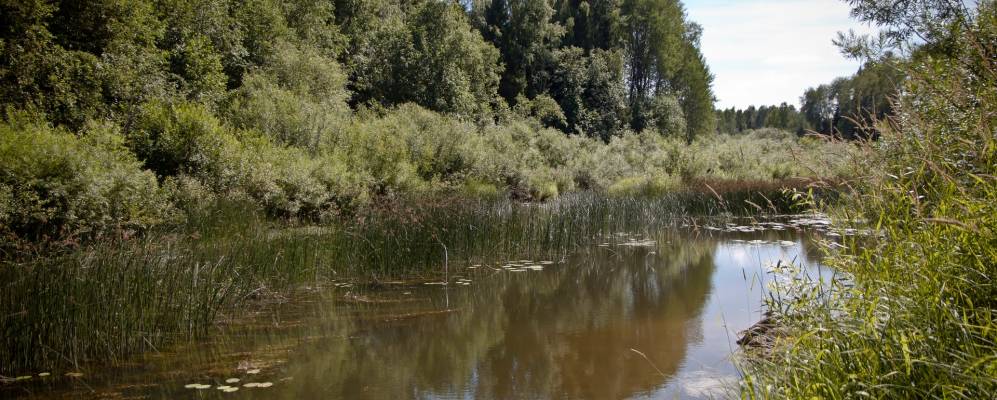 
            Фотография Ромашково