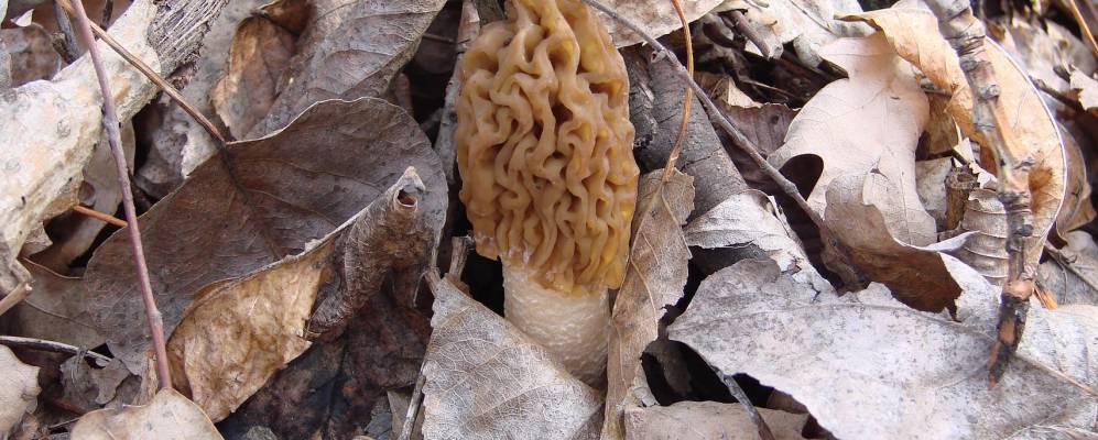 
            Фотография Грачевки