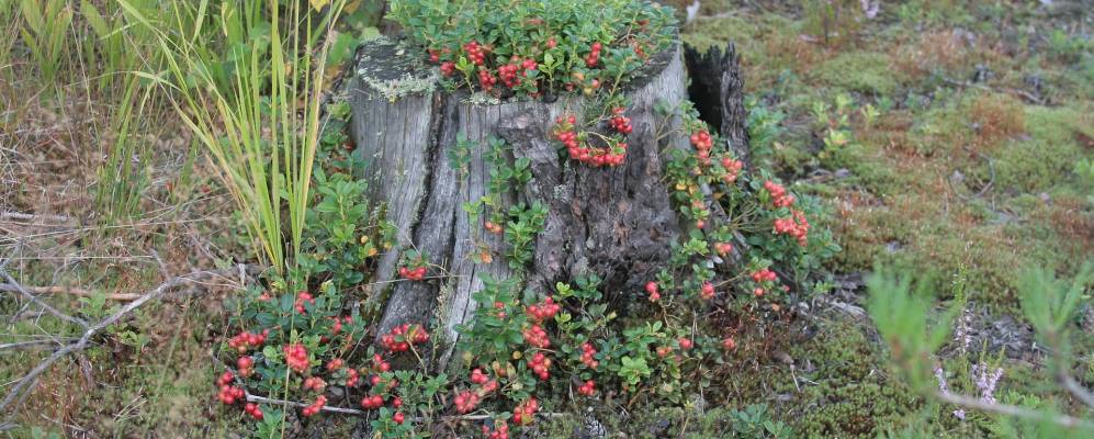 
            Фотография деревни Кузнечевицы