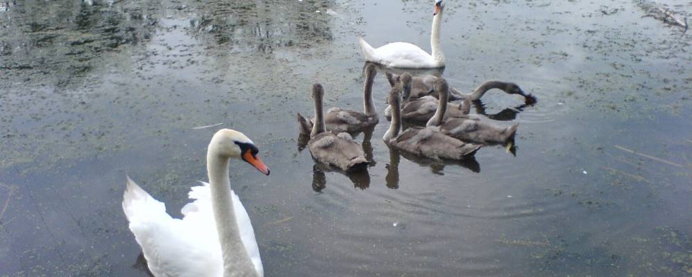 
            Фотография Марковцы