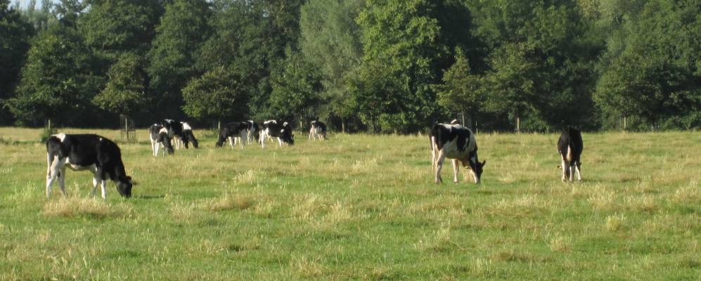 
            Фотография Иксуорта