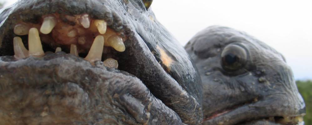 
            Фотография Вадстейнсвика