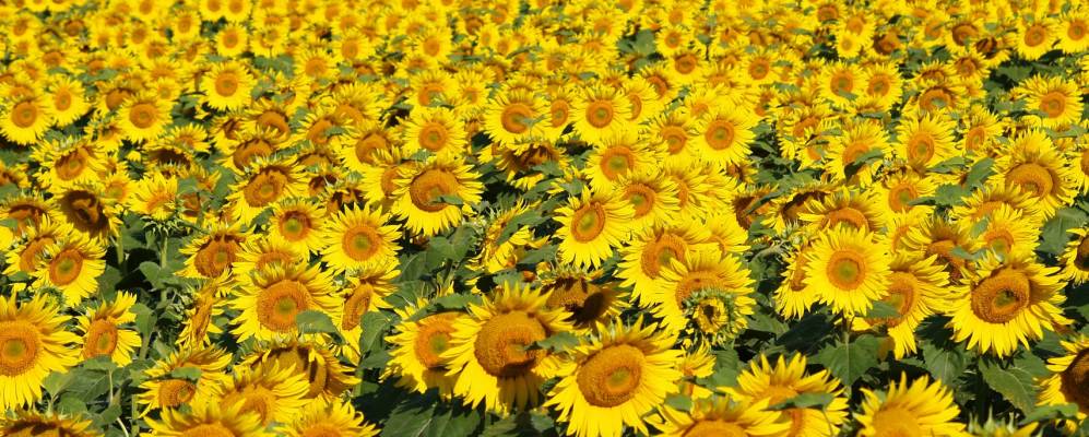 
            Фотография Владимировки