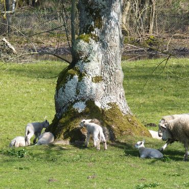 Монтрёй-сюр-Мер