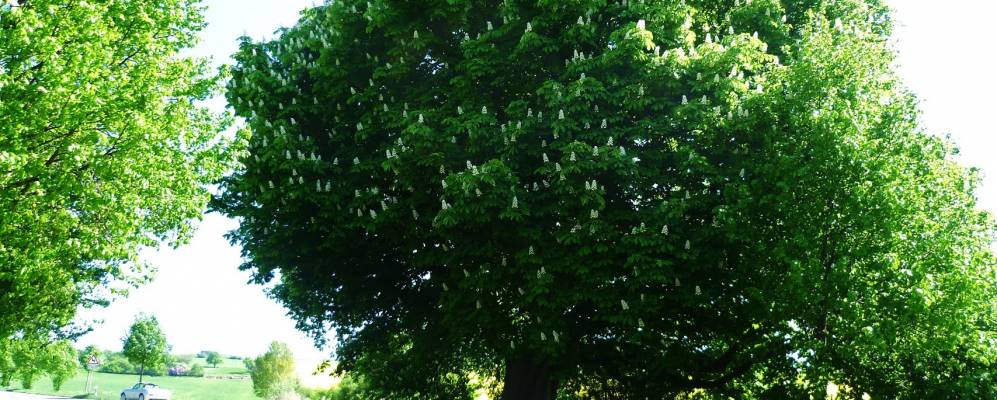 
            Фотография Хедерслебена