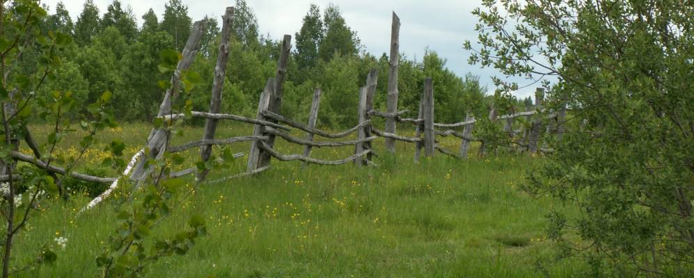 
            Фотография Яблонки