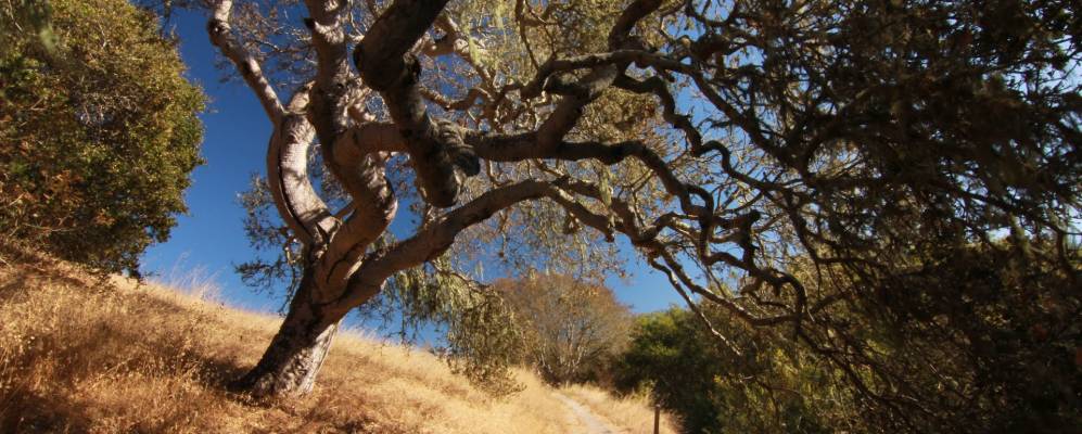 
            Фотография Дэль Рей Оакса