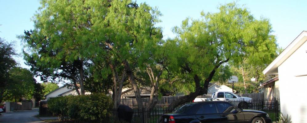 
            Фотография Сити-оф-Шавано-Парк