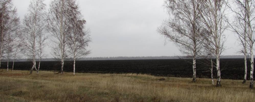 
            Фотография Пановых Кустов