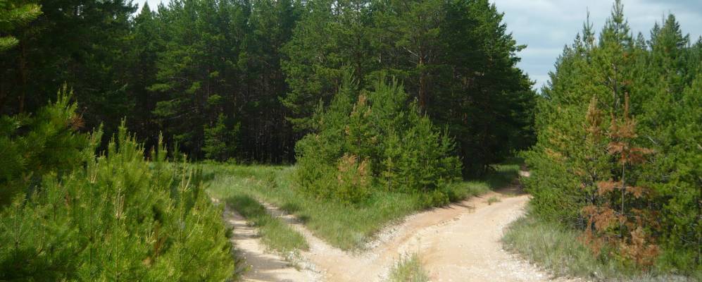 
            Фотография Коноплянки