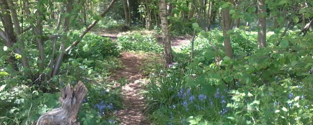 
            Фотография Форест Роу