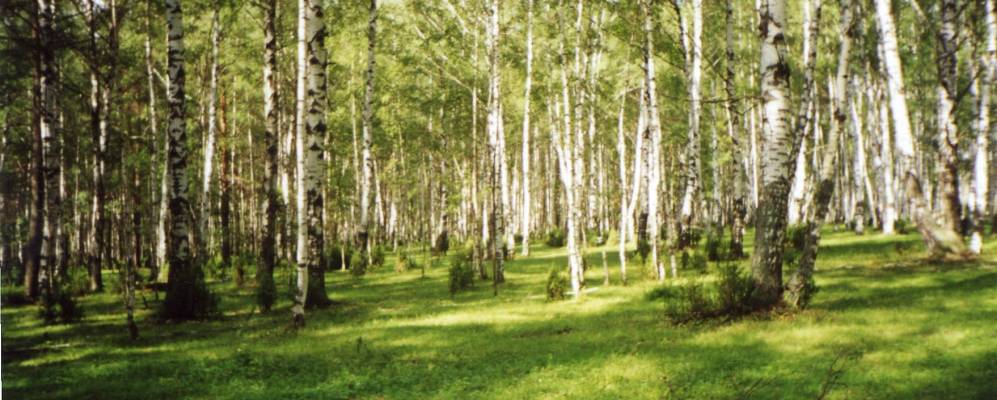 
            Фотография Панино