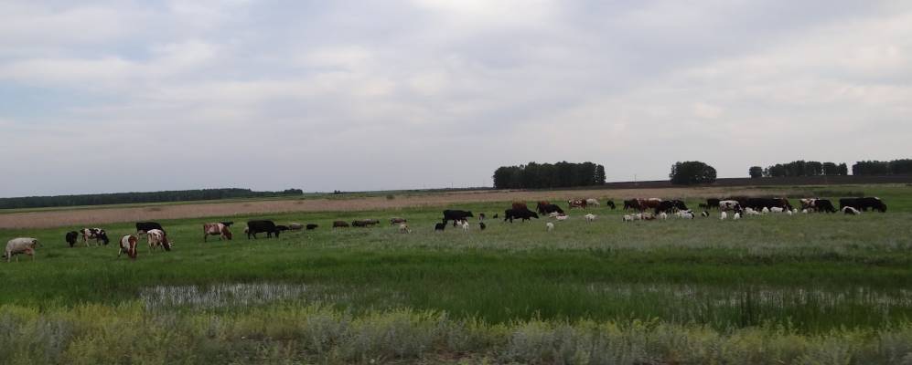 
            Фотография Золотого