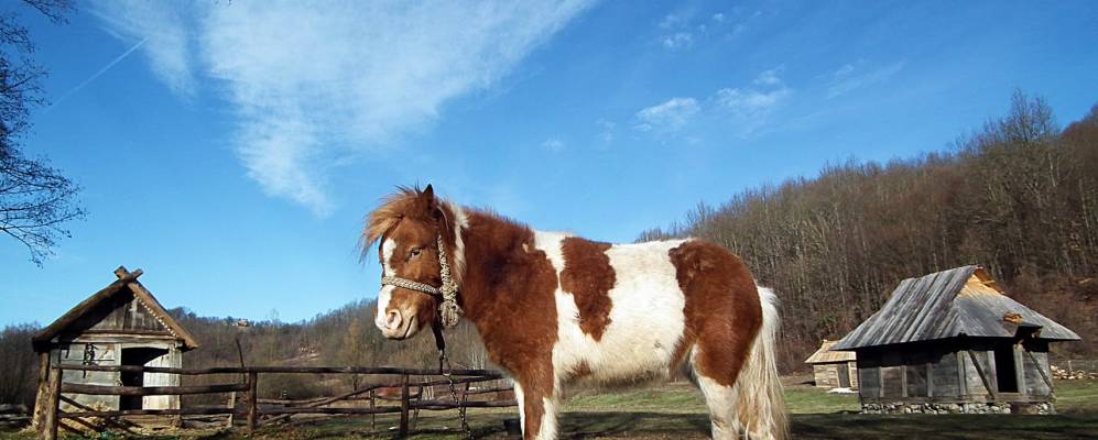 
            Фотография Врандука