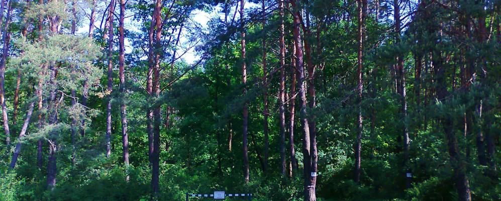 
            Фотография Скраглевки