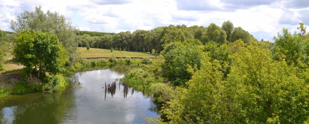 
            Фотография Корольки