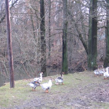 Новогуровский