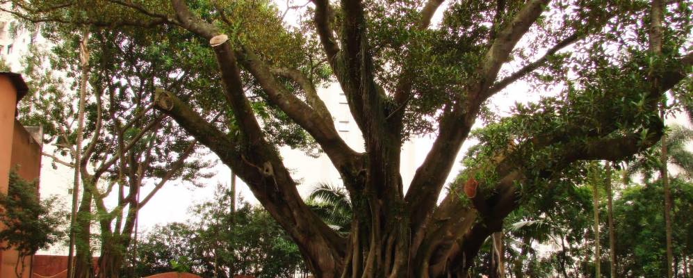 
            Фотография Санту-Андре