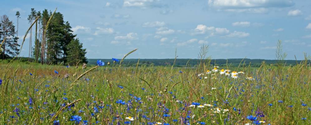 Фотография Мальцево