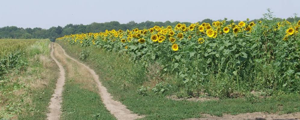 
            Фотография Сердюковки