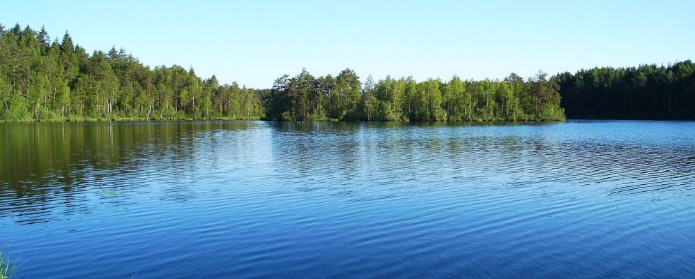 Фотография Подсосны