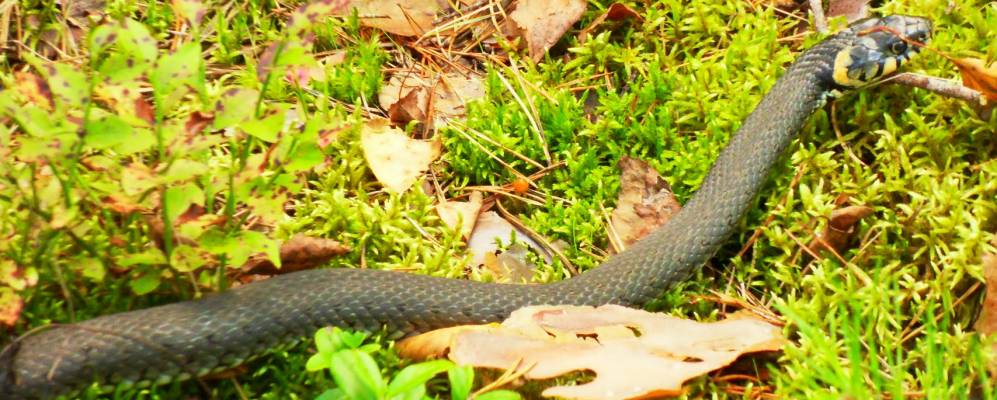 Фотография Прудка