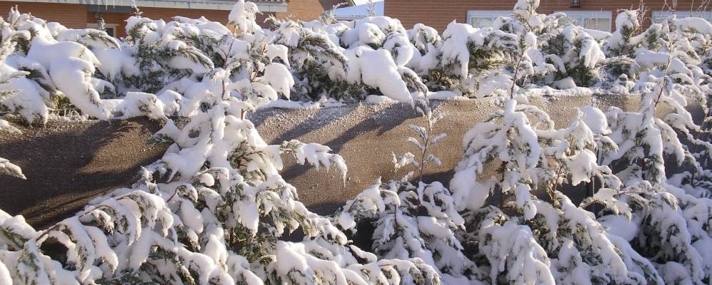 
            Фотография Чилоечеса
