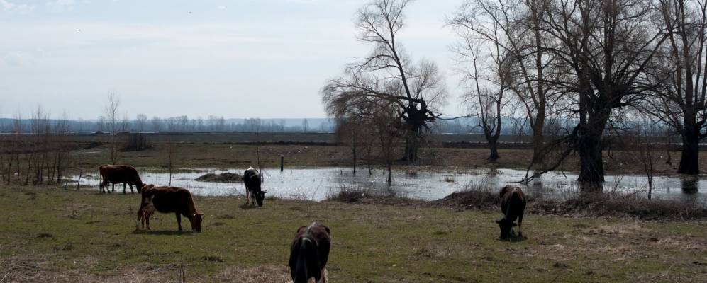 
            Фотография Котловки